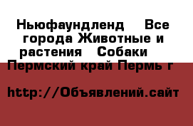 Ньюфаундленд  - Все города Животные и растения » Собаки   . Пермский край,Пермь г.